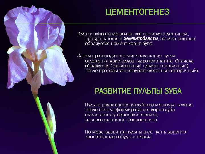 ЦЕМЕНТОГЕНЕЗ Клетки зубного мешочка, контактируя с дентином, превращаются в цементобласты, за счет которых образуется