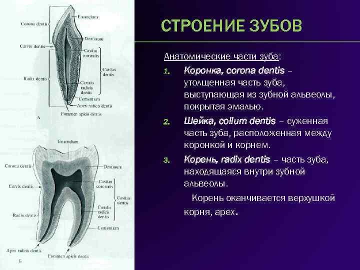 Корень зуба находится. Части коронки и корня зуба анатомия. Анатомия зубов коронка шейка корень.