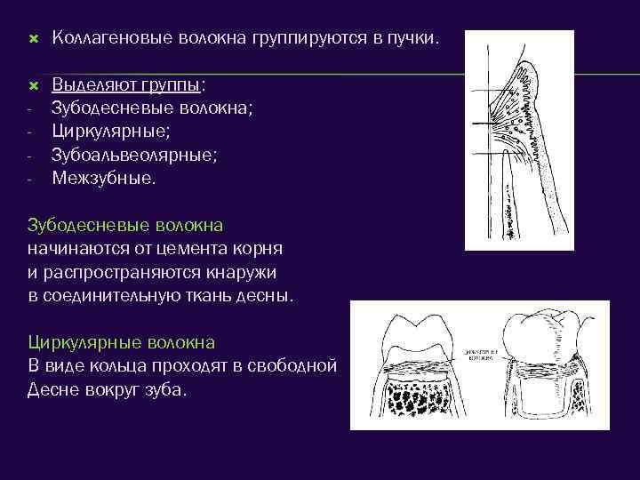  Коллагеновые волокна группируются в пучки. Выделяют группы: Зубодесневые волокна; Циркулярные; Зубоальвеолярные; Межзубные. -
