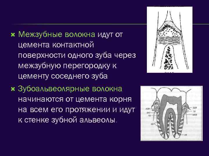 Межзубные волокна идут от цемента контактной поверхности одного зуба через межзубную перегородку к цементу