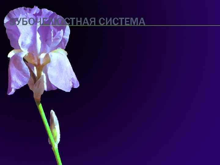 ЗУБОЧЕЛЮСТНАЯ СИСТЕМА 