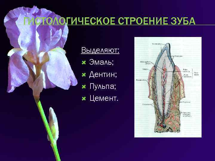 ГИСТОЛОГИЧЕСКОЕ СТРОЕНИЕ ЗУБА Выделяют: Эмаль; Дентин; Пульпа; Цемент. 