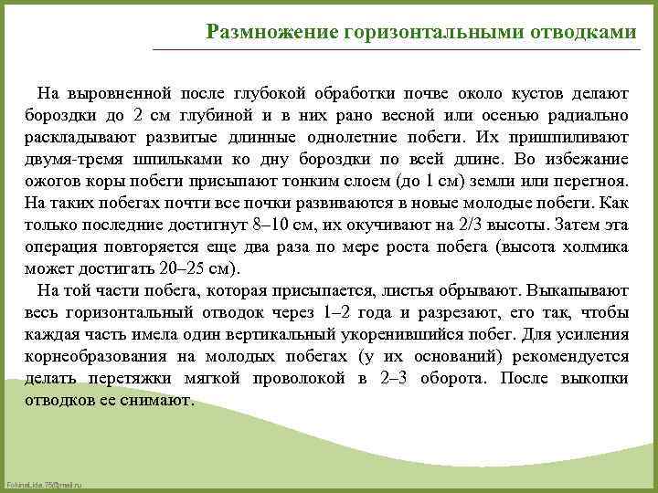 Размножение горизонтальными отводками На выровненной после глубокой обработки почве около кустов делают бороздки до
