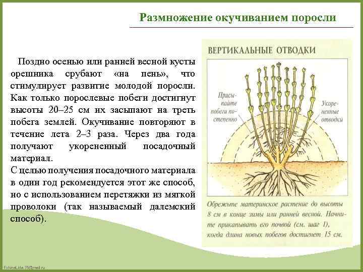 Размножение окучиванием поросли Поздно осенью или ранней весной кусты орешника срубают «на пень» ,