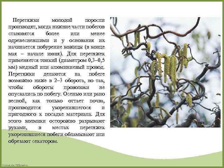 Перетяжки молодой поросли производят, когда нижние части побегов становятся более или менее одревесневшими и