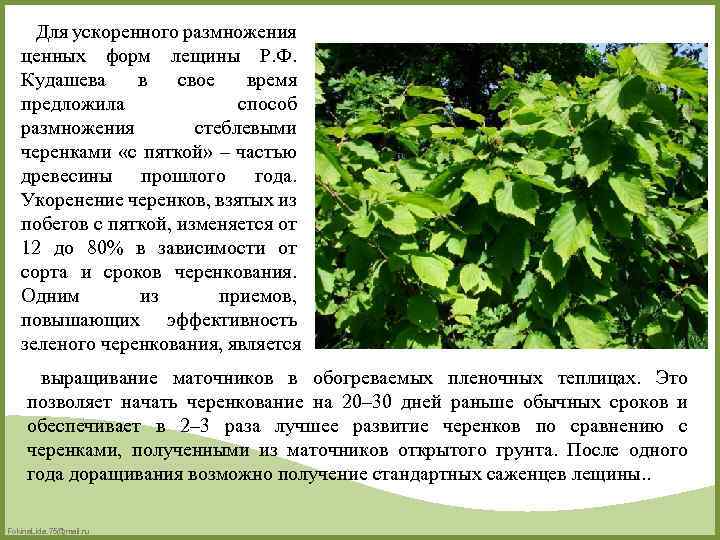 Для ускоренного размножения ценных форм лещины Р. Ф. Кудашева в свое время предложила способ