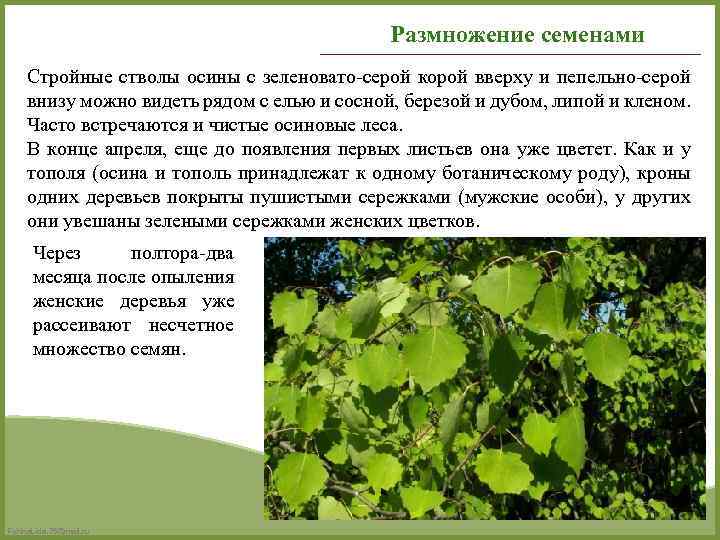 Размножение семенами Стройные стволы осины с зеленовато-серой корой вверху и пепельно-серой внизу можно видеть