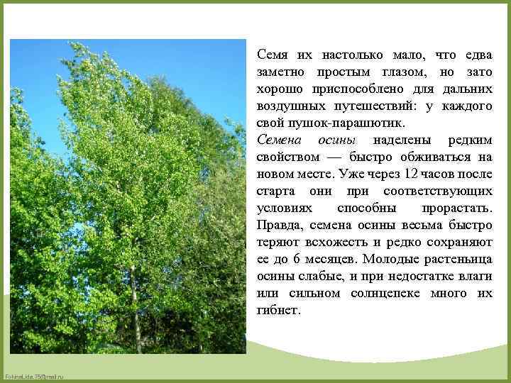Семя их настолько мало, что едва заметно простым глазом, но зато хорошо приспособлено для