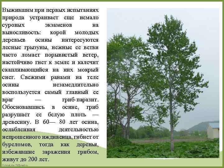 Выжившим при первых испытаниях природа устраивает еще немало суровых экзаменов на выносливость: корой молодых