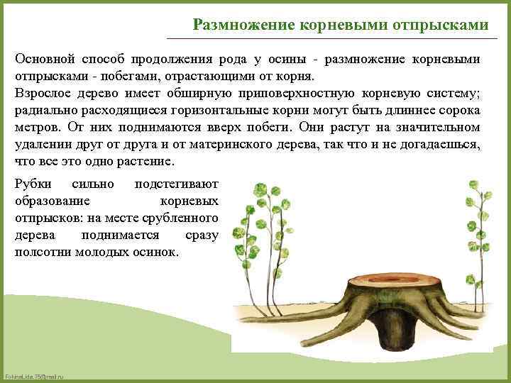 Размножение корневыми отпрысками Основной способ продолжения рода у осины - размножение корневыми отпрысками -