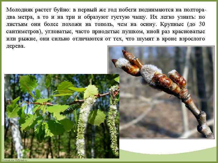 Молодняк растет буйно: в первый же год побеги поднимаются на полторадва метра, а то