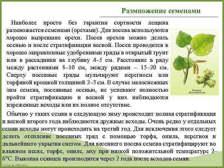 Размножение семенами Наиболее просто без гарантии сортности лещина размножается семенами (орехами). Для посева используются