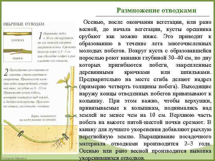 Размножение отводками Fokina. Lida. 75@mail. ru Осенью, после окончания вегетации, или рано весной, до