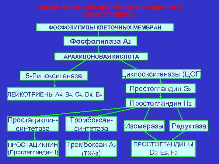 СХЕМА МЕТАБОЛИЗМА ПРОСТОГЛАНДИНОВ И ЛЕЙКОТРИЕНОВ ФОСФОЛИПИДЫ КЛЕТОЧНЫХ МЕМБРАН Фосфолипаза А 2 АРАХИДОНОВАЯ КИСЛОТА 5