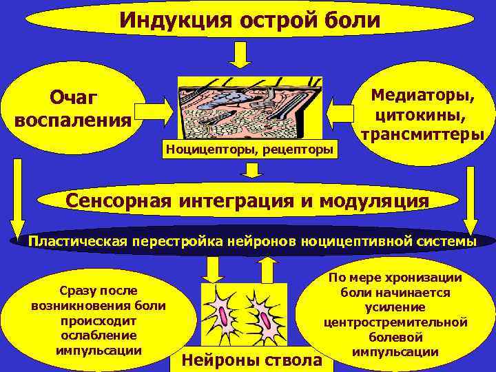 Индукция острой боли Очаг воспаления Ноцицепторы, рецепторы Медиаторы, цитокины, трансмиттеры Сенсорная интеграция и модуляция