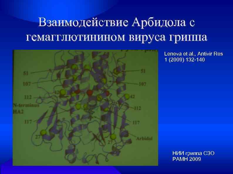 Взаимодействие Арбидола с гемагглютинином вируса гриппа Leneva et al. , Antivir Res 1 (2009)