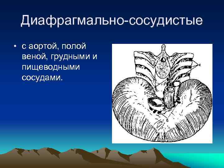 Диафрагмально-сосудистые • с аортой, полой веной, грудными и пищеводными сосудами. 