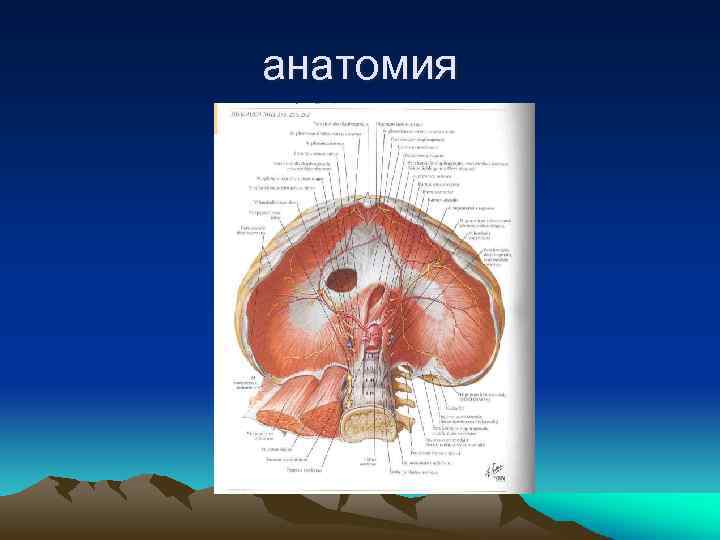 анатомия 