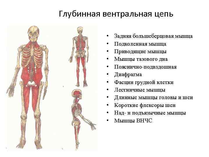 Глубинная вентральная цепь • • • Задняя большеберцовая мышца Подколенная мышца Приводящие мышцы Мышцы