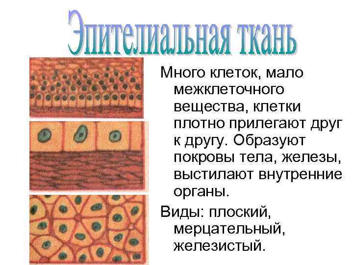 Много клеток, мало межклеточного вещества, клетки плотно прилегают друг к другу. Образуют покровы тела,