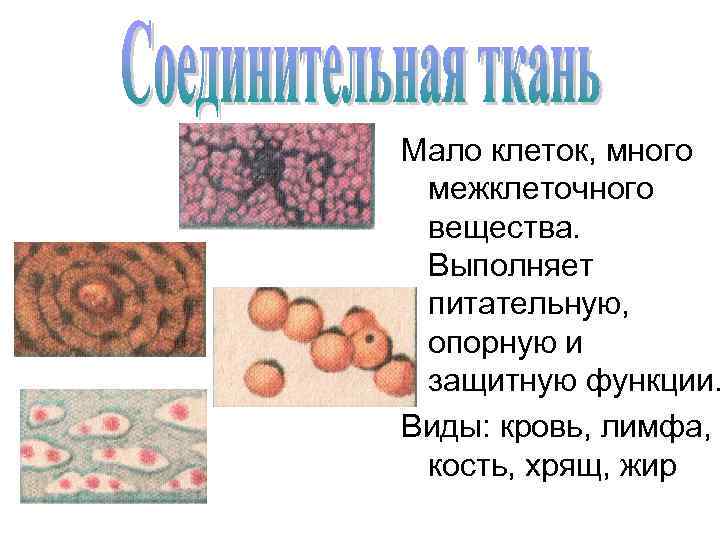 Мало клеток, много межклеточного вещества. Выполняет питательную, опорную и защитную функции. Виды: кровь, лимфа,