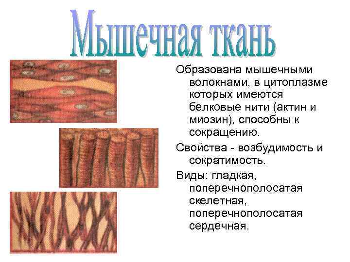 Образована мышечными волокнами, в цитоплазме которых имеются белковые нити (актин и миозин), способны к