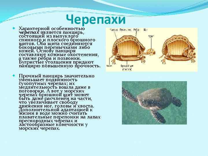  Черепахи Характерной особенностью черепах является панцирь, состоящий из выпуклого спинного и плоского брюшного