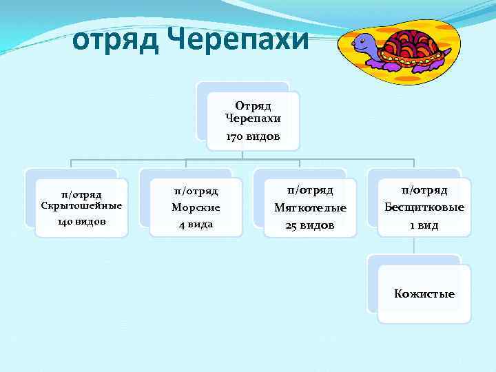  отряд Черепахи Отряд Черепахи 170 видов п/отряд Скрытошейные 140 видов п/отряд Морские 4