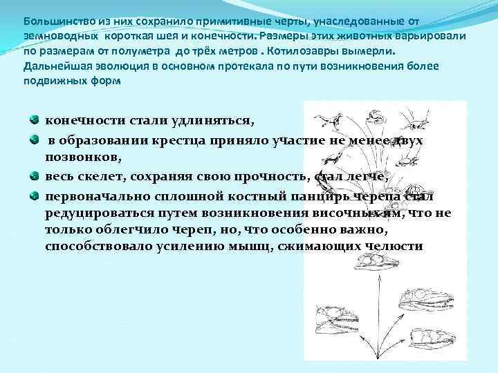 Большинство из них сохранило примитивные черты, унаследованные от земноводных короткая шея и конечности. Размеры