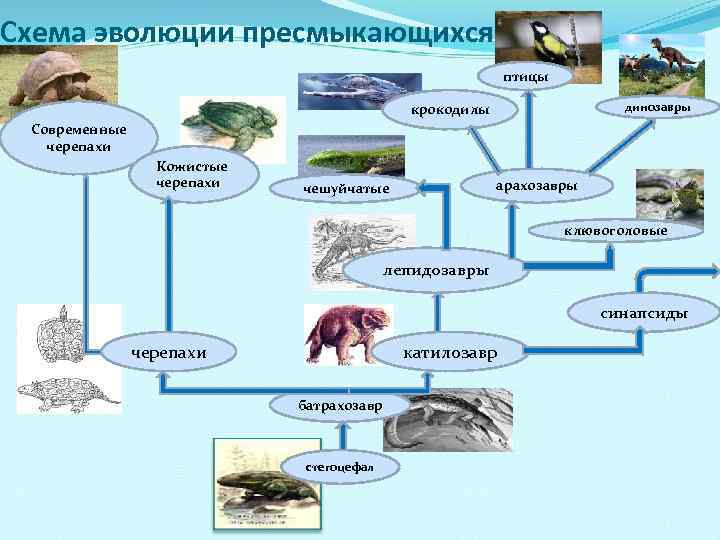 Схема эволюции пресмыкающихся птицы динозавры крокодилы Современные черепахи Кожистые черепахи арахозавры чешуйчатые клювоголовые лепидозавры