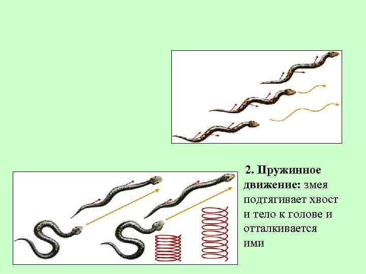 2. Пружинное движение: змея подтягивает хвост и тело к голове и отталкивается ими 