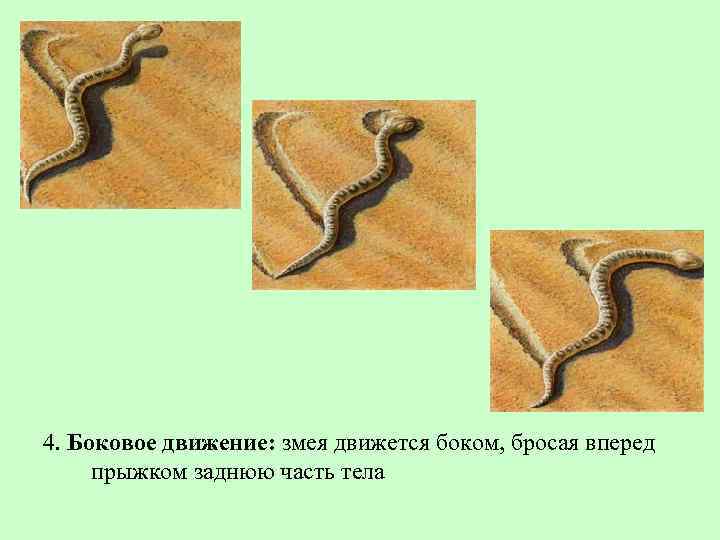 4. Боковое движение: змея движется боком, бросая вперед прыжком заднюю часть тела 