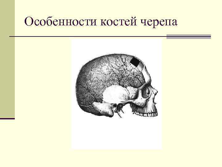 Особенности костей черепа 