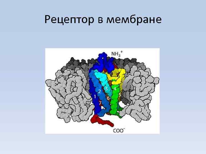 Рецептор в мембране 