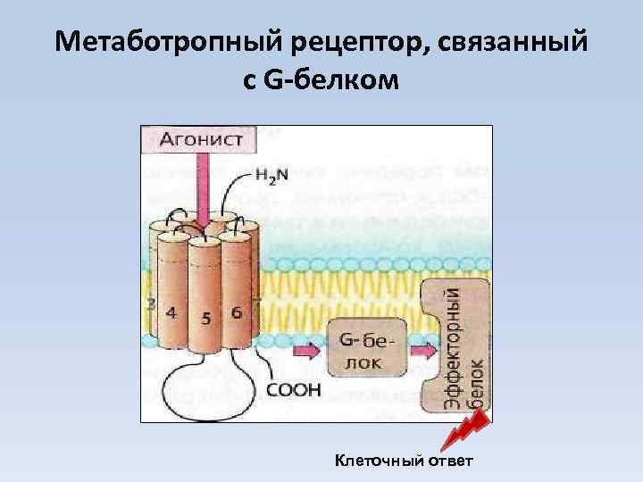 Метаботропный рецептор, связанный с G-белком Клеточный ответ 