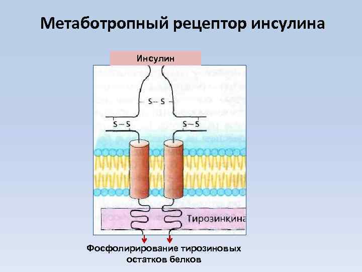 Метаботропный рецептор инсулина Инсулин Фосфолирирование тирозиновых остатков белков 