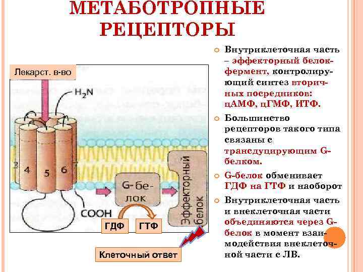 Метаботропные рецепторы это