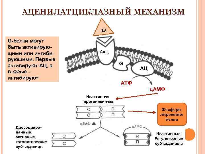 Аденилатциклазная система схема