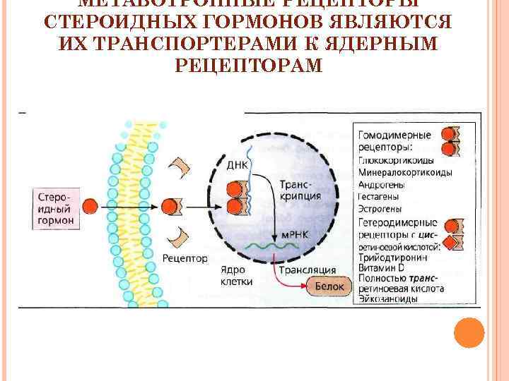 Рецепторы гормонов