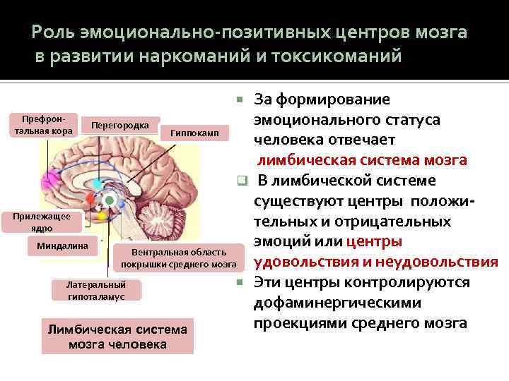 Роль эмоционально-позитивных центров мозга в развитии наркоманий и токсикоманий За формирование Префронэмоционального статуса Перегородка