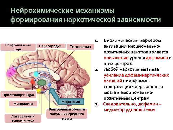 Наркотики и процессы в головном мозге лекарство от наркотиков при ломке