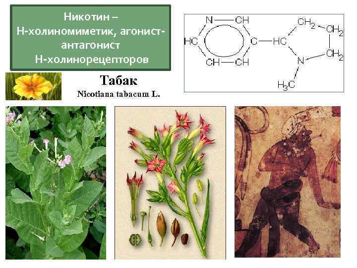 Никотин – Н-холиномиметик, агонистантагонист Н-холинорецепторов Табак Nicotiana tabacum L. 