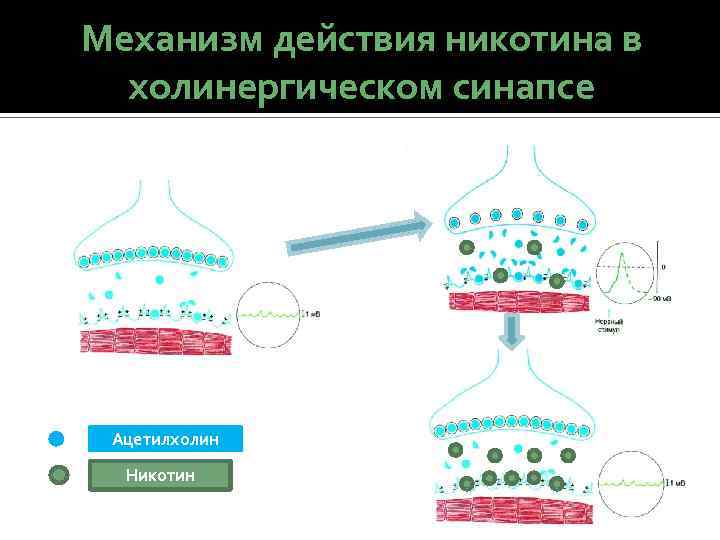 + Механизм действия никотина в холинергическом синапсе Ацетилхолин Никотин 