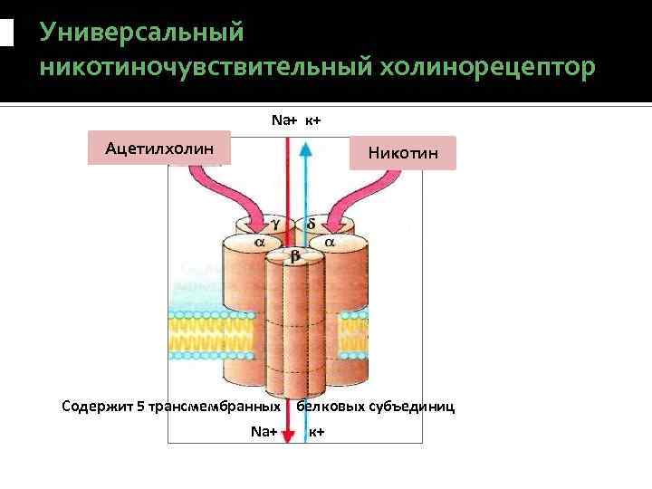 Универсальный никотиночувствительный холинорецептор Na+ к+ Ацетилхолин Никотин Содержит 5 трансмембранных белковых субъединиц Na+ к+