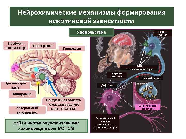 Нейрохимические механизмы формирования никотиновой зависимости Удовольствие Префронтальная кора Перегородка Нейрон ВОПСМ Гиппокамп α 4β