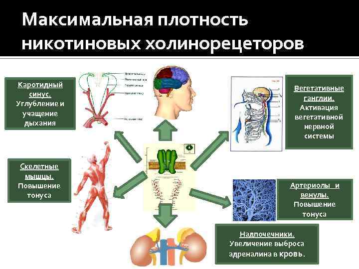 Максимальная плотность никотиновых холинорецеторов Каротидный синус. Углубление и учащение дыхания Скелетные мышцы. Повышение тонуса