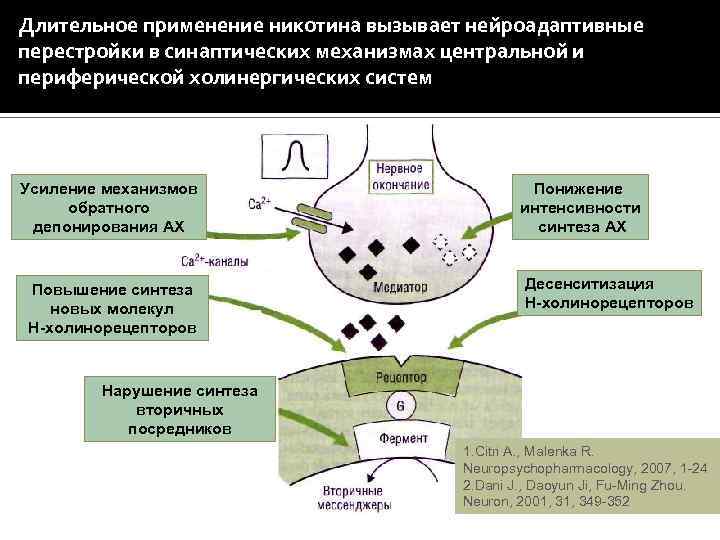 Длительное применение никотина вызывает нейроадаптивные перестройки в синаптических механизмах центральной и периферической холинергических систем