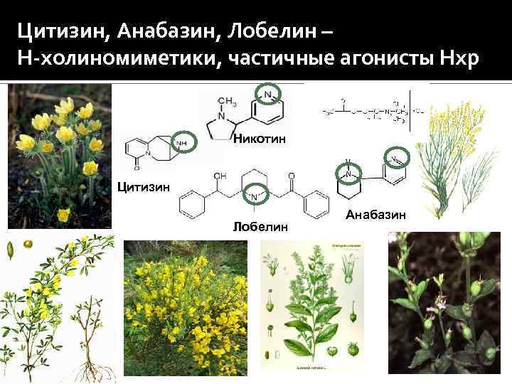Цитизин, Анабазин, Лобелин – Н-холиномиметики, частичные агонисты Нхр Никотин Цитизин Лобелин Анабазин 