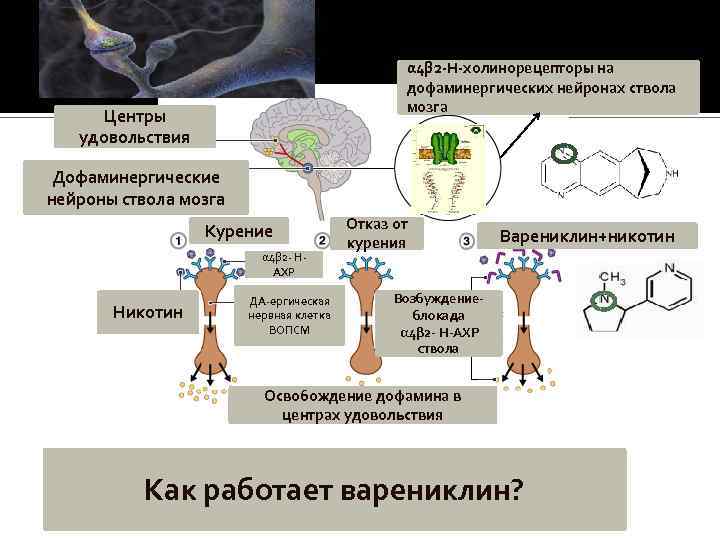 α 4β 2 -Н-холинорецепторы на дофаминергических нейронах ствола мозга Центры удовольствия Дофаминергические нейроны ствола