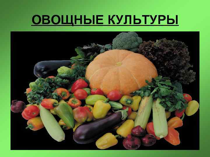 Овощные культуры и их значение